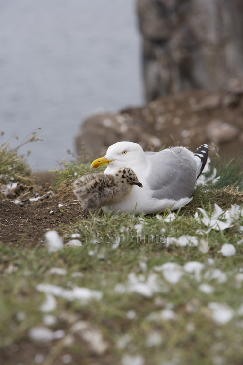 Herring gull and chick on the Bass Rock