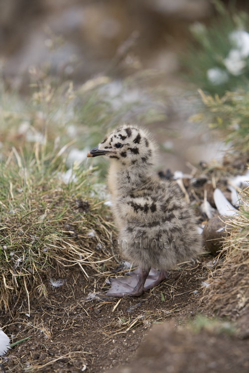 Herring gull chick on the Bass Rock