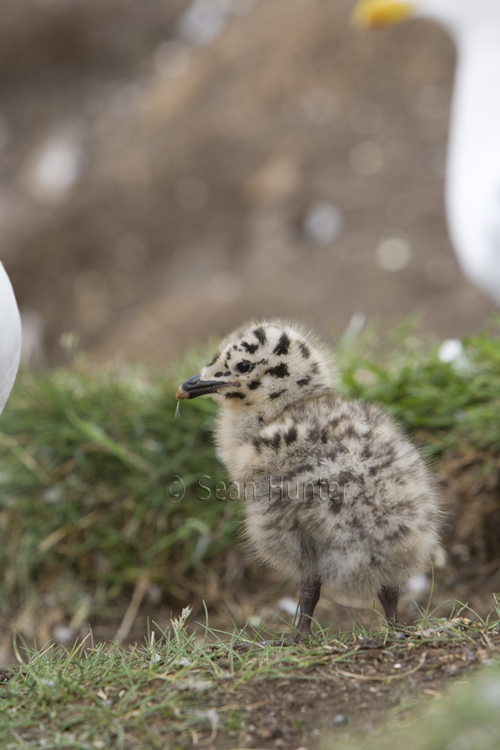 Herring gull chick on the Bass Rock