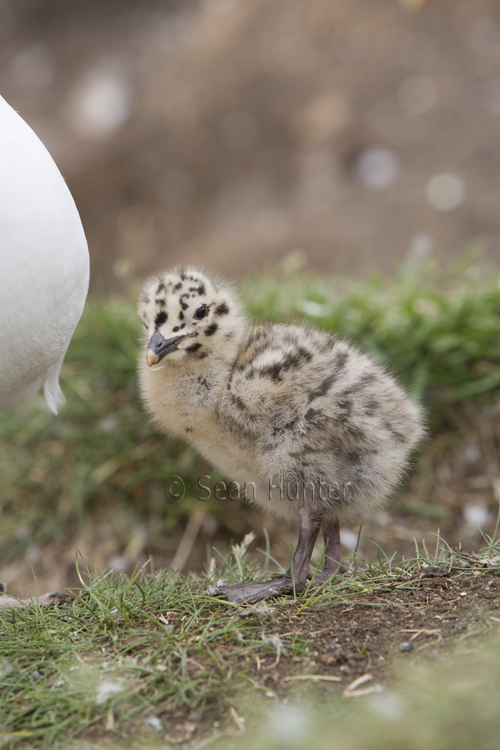 Herring gull chick on the Bass Rock