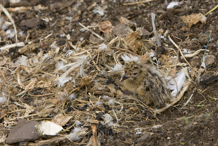 Herring gull chick at nest on the Bass Rock