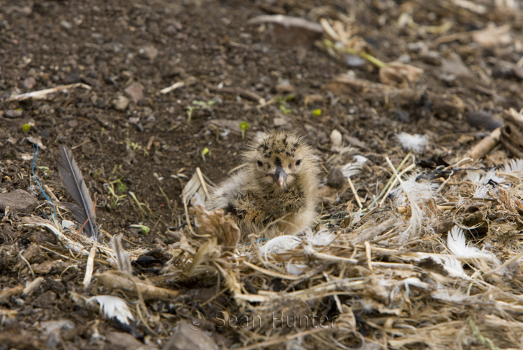 Herring gull chick at nest on the Bass Rock