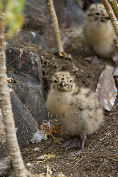 Herring gull chick on the Bass Rock