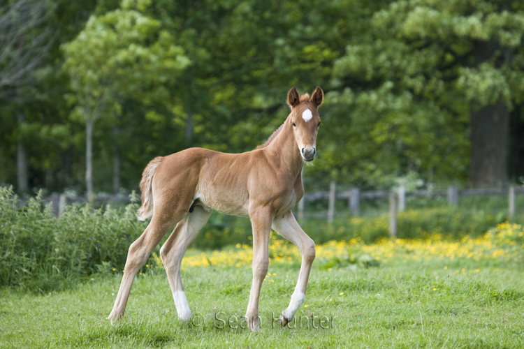 Foal in a field