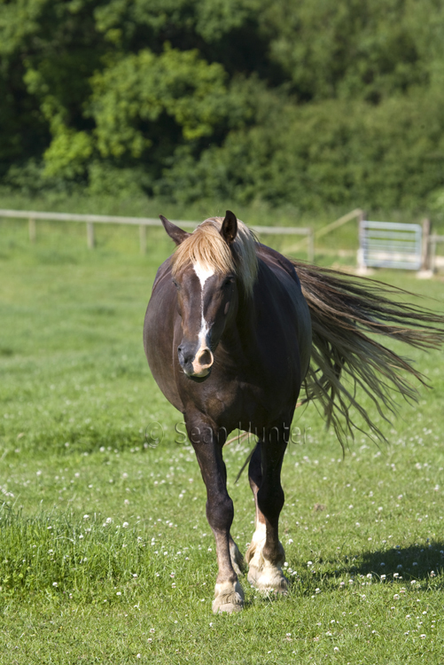 Horse in a field