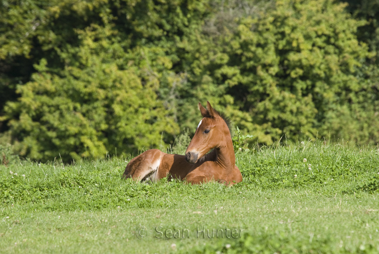 Foal in a field