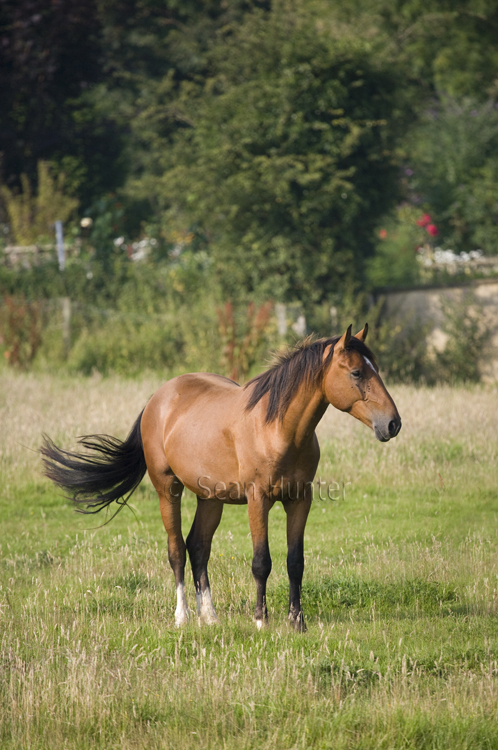 Horse in a field