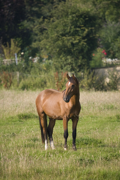 Horse in a field