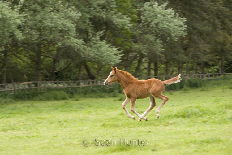 Young foal running in a field