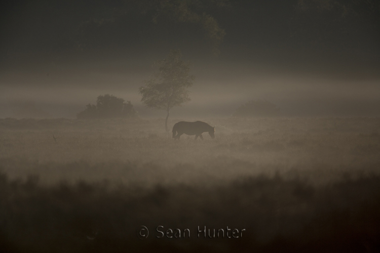 Horse in the mist