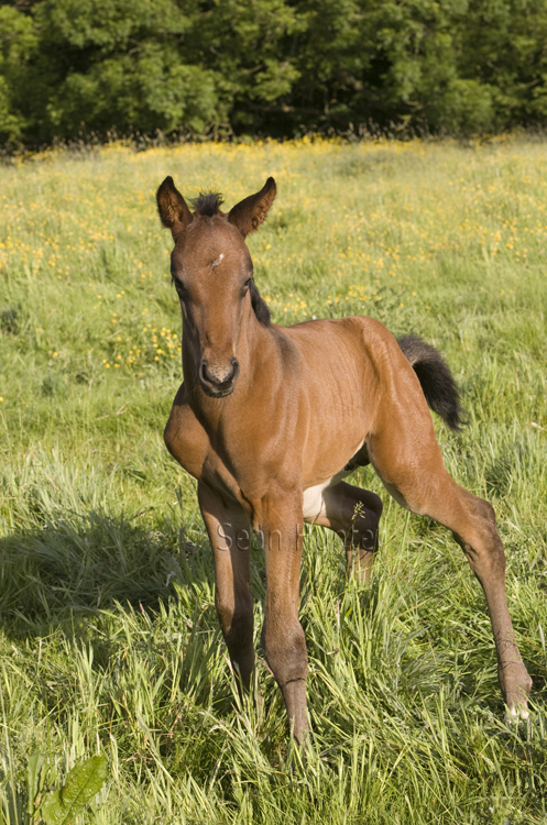 Young foal in a field