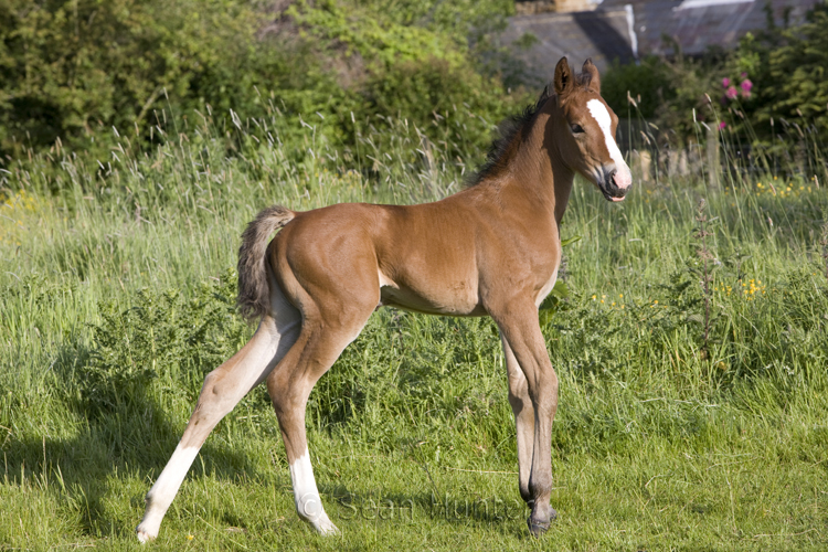 Young foal in a field in the early morning sun