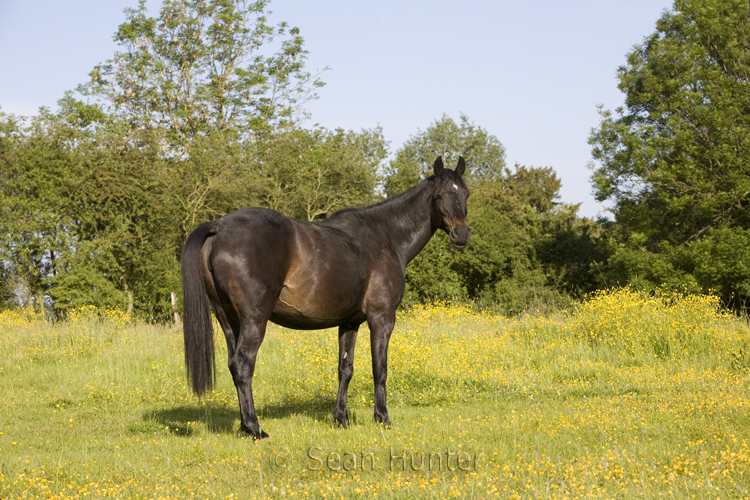 Pregnant mare in a field