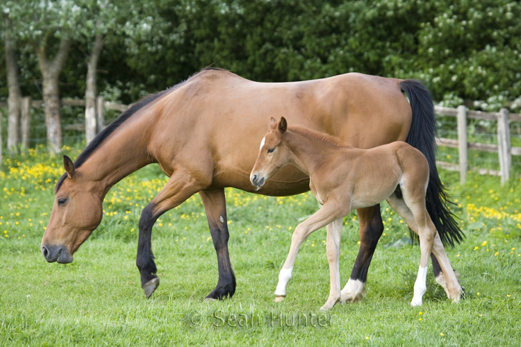 Mare and foal in a field