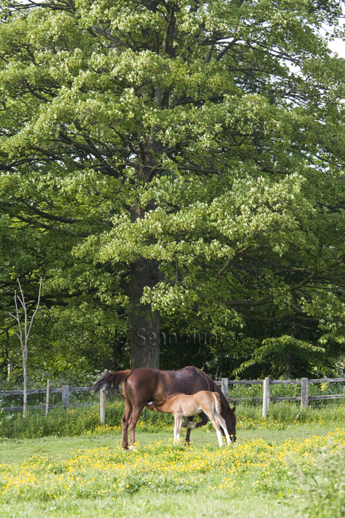 Mare nurses foal in a field