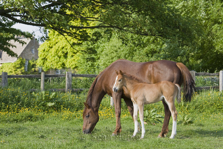 Mare and foal in a field