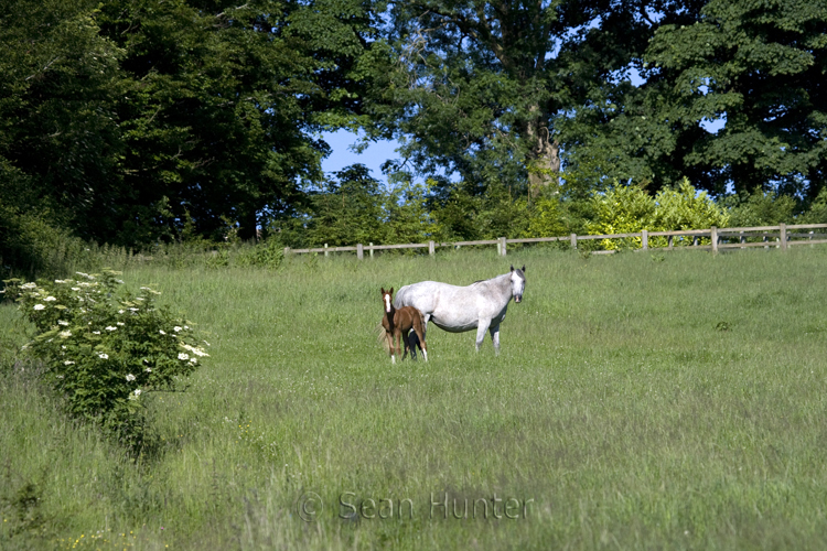 Mare and foal in a field