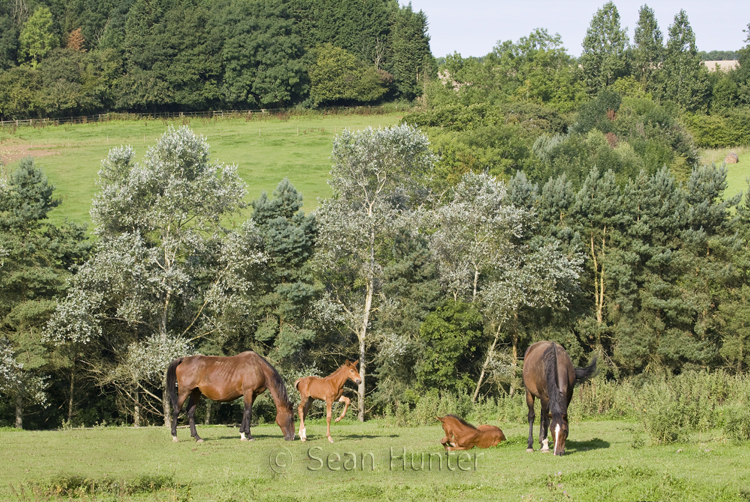 Mares and foals in a field