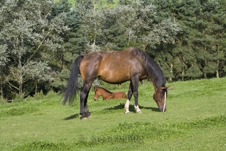 Mare and foal in a field in the early morning sun