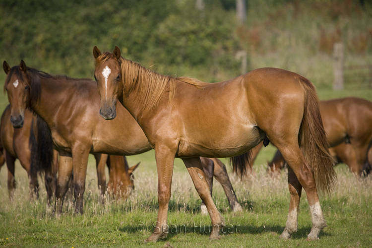 Horses in a field in the early morning sun