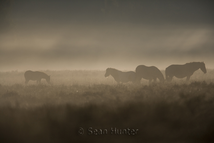 Horses in the mist