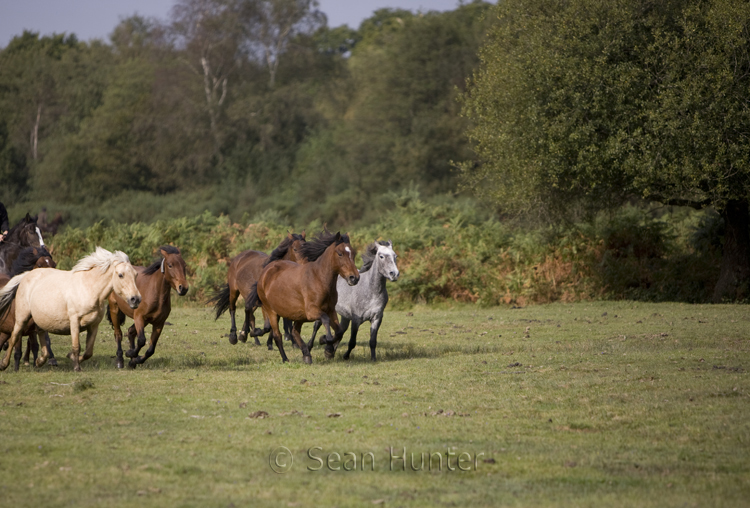 Horse drift