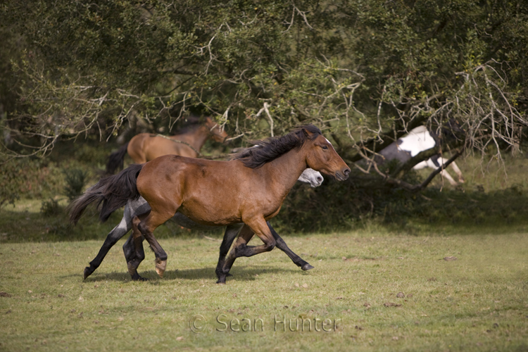 Horse drift