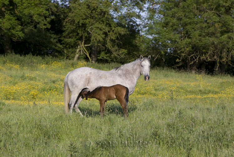 Mare nursing foal