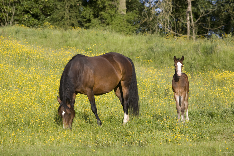 Mare and foal in a field