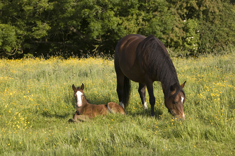 Mare and foal in a field