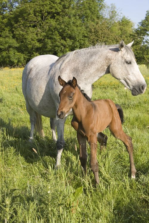 Mare and foal in a field