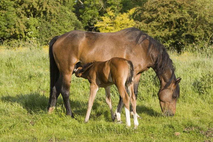 Mare and foal in a field