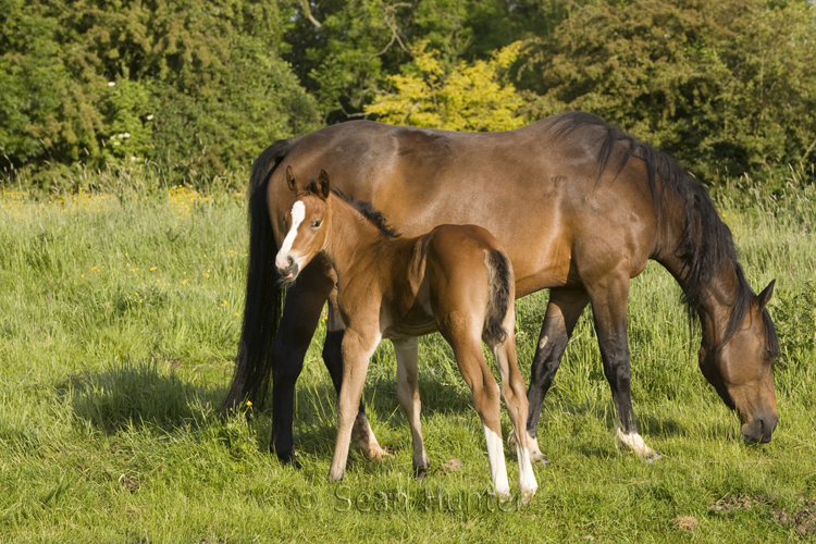 Mare and foal in a field