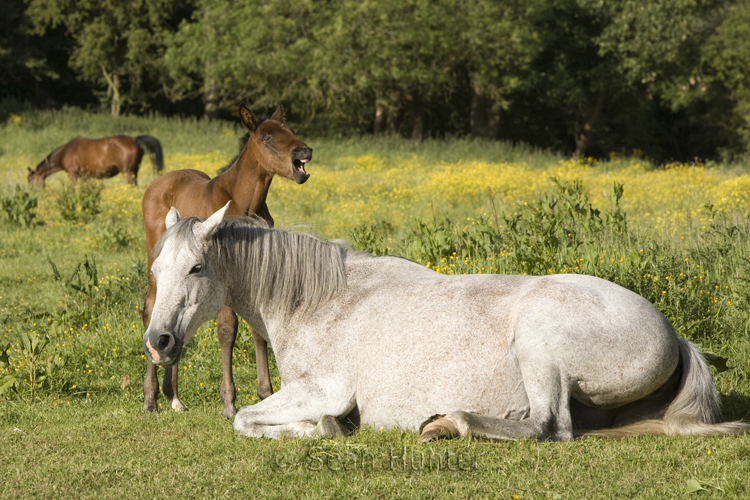 Mare and foal in a field