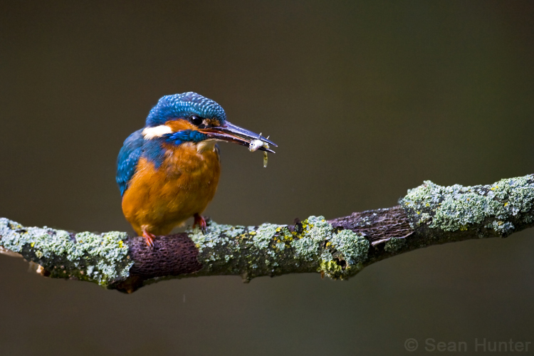 Kingfisher with fish