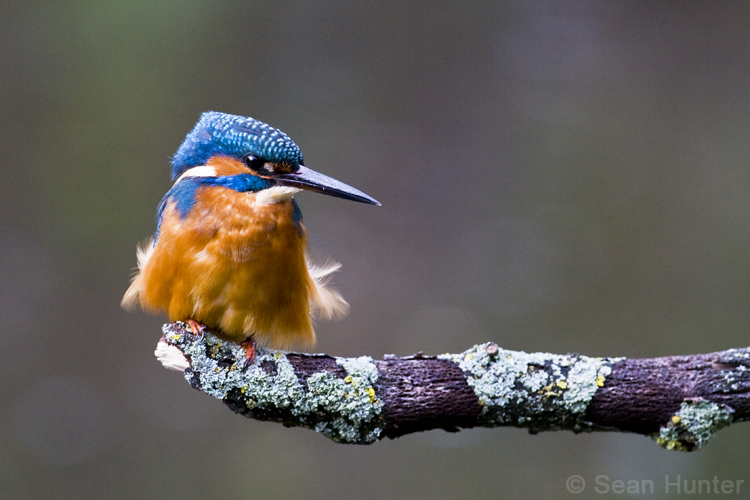 Kingfisher fishing from a perch