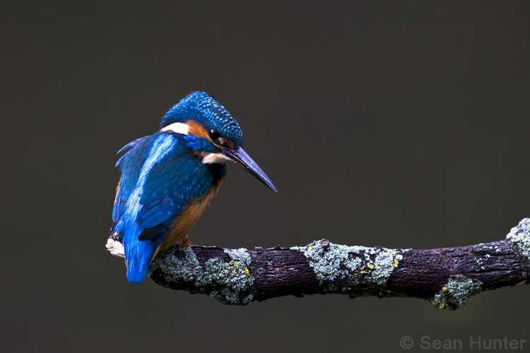 Kingfisher fishing from a perch