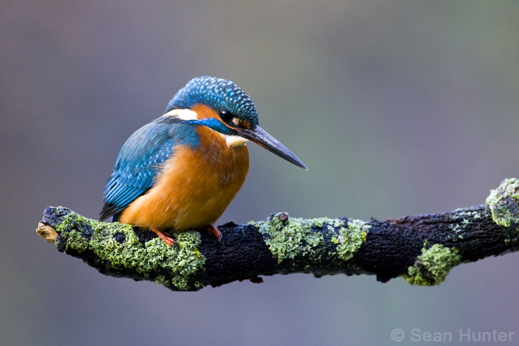 Kingfisher fishing from a perch