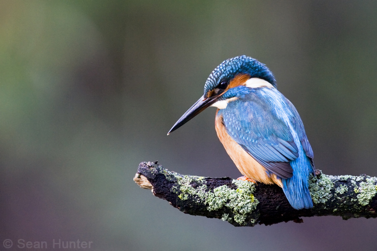 Kingfisher fishing from a perch