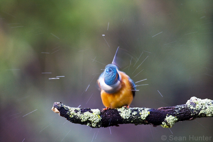 Kingfisher fishing from a perch