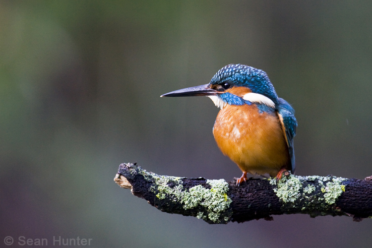 Kingfisher fishing from a perch