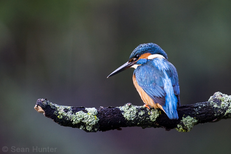 Kingfisher fishing from a perch