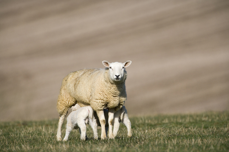 Ewe with suckling lambs in a field