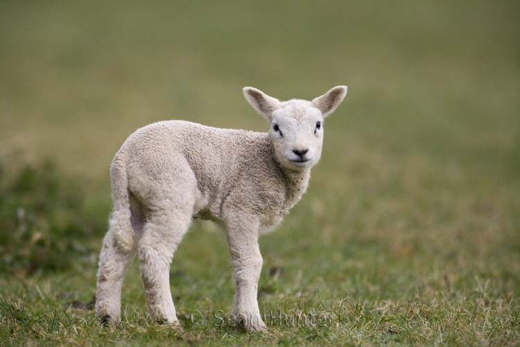 Lamb in a field