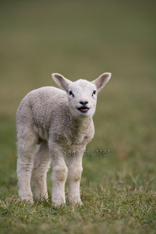 Lamb bleating in a field