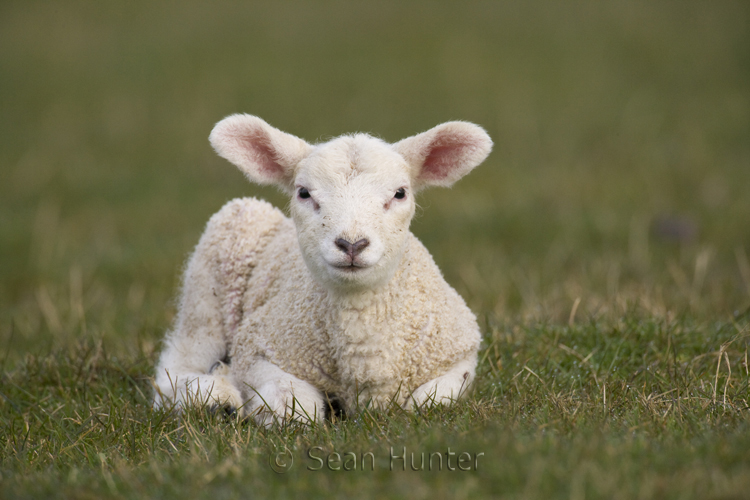 Lamb in a field