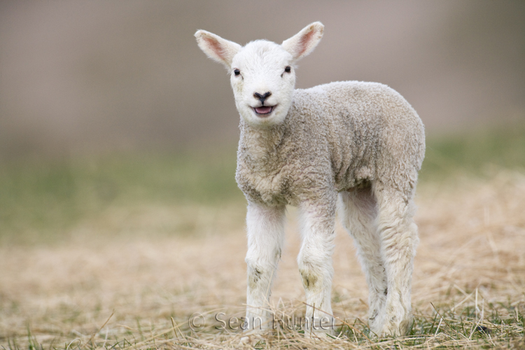 Lamb bleating in a field