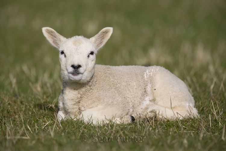 Lamb in a field