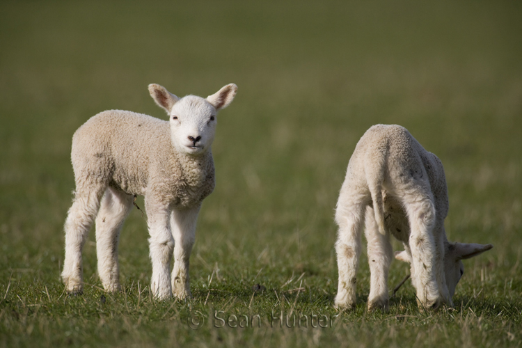 Lambs in a field