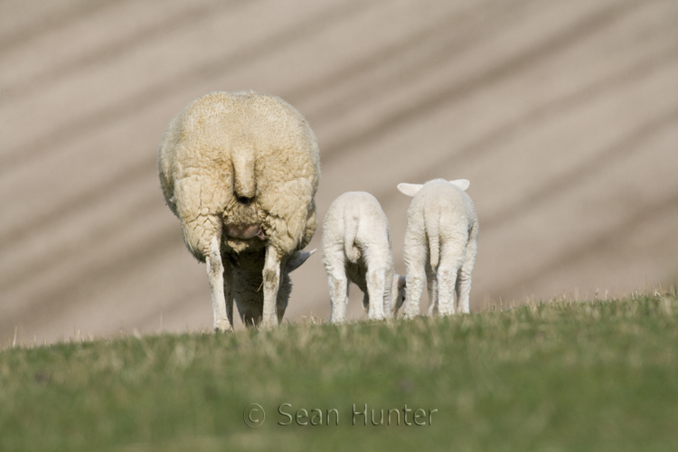 Ewe with lambs in a field